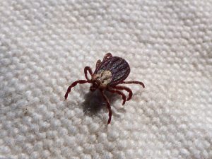 dog ticks
