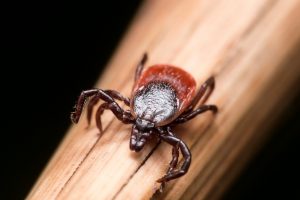 deer ticks